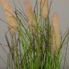 Picture of 21in Plume Grass