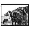 Picture of Three Horses Framed