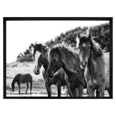 Picture of Three Horses Framed