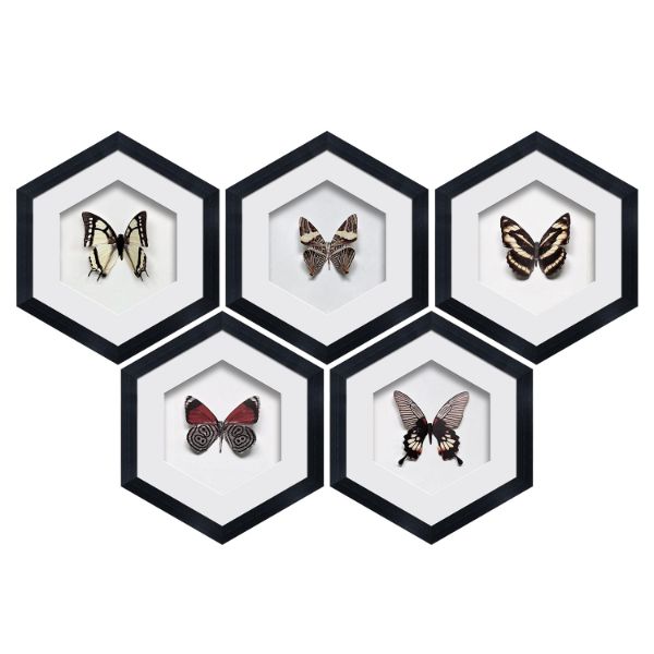 Picture of 5 Piece Set Paper Butterfly