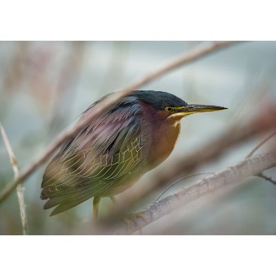 Picture of Crouching Heron