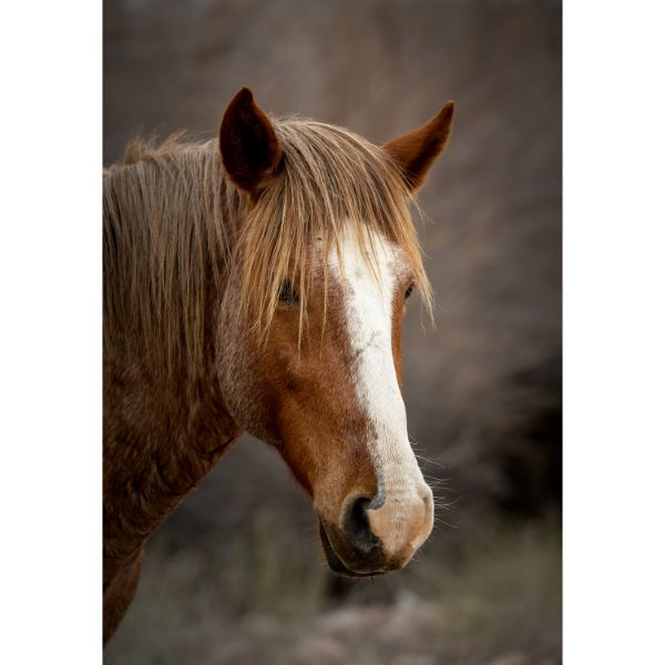 Picture of Arizona Salt River Horse