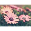 Picture of Pink Daisies