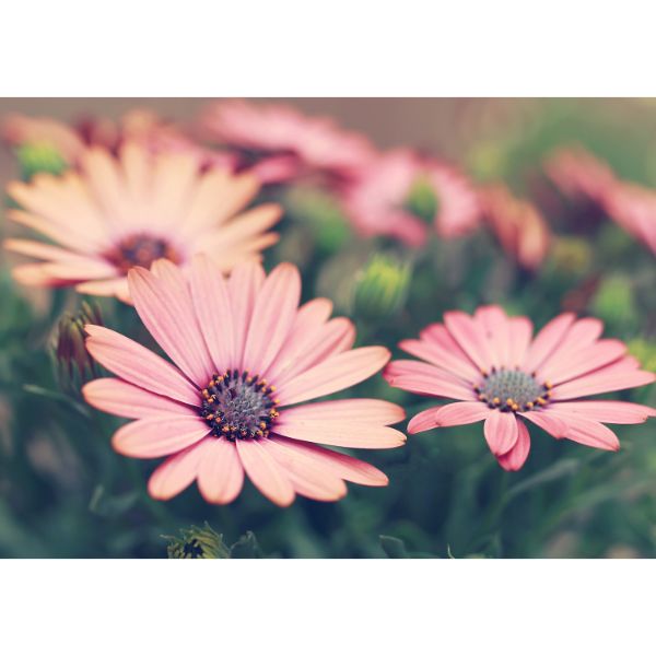 Picture of Pink Daisies