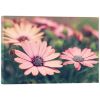 Picture of Pink Daisies