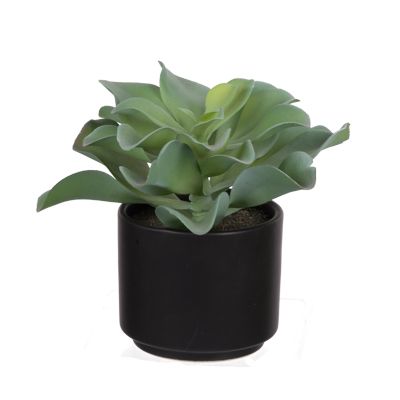 Picture of Potted Succulent