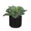 Picture of Potted Succulent