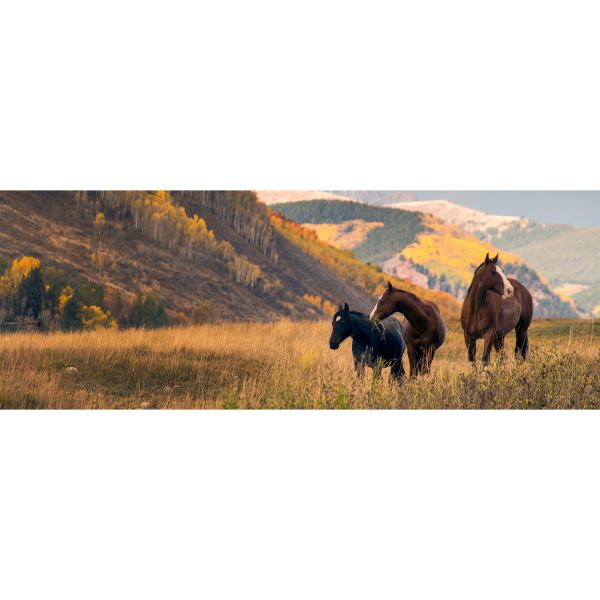 Picture of Horses At Crested Butte