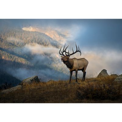 Picture of Sunrise Elk Bugling