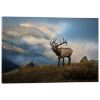 Picture of Sunrise Elk Bugling