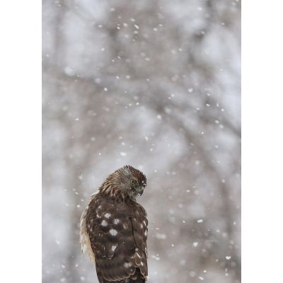 Picture of Coopers Hawk In The Snowstorm