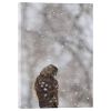 Picture of Coopers Hawk In The Snowstorm