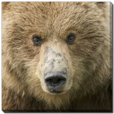 Picture of Bear Life Canvas Wall Art