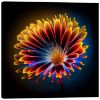Picture of Dahlia Explosion