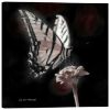 Picture of Phantom Butterfly