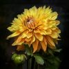 Picture of Yellow Dahlia