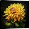 Picture of Yellow Dahlia