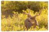 Picture of Buck In The Garden