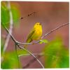 Picture of Happy Yellow Warbler