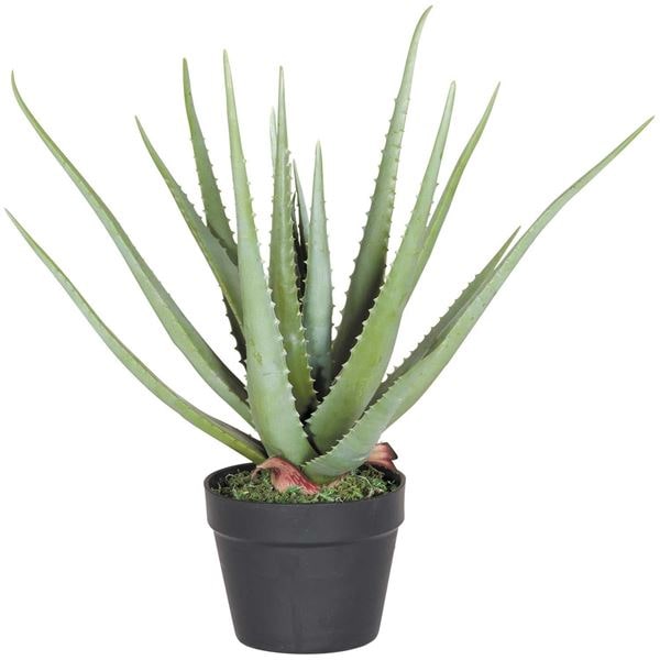 aloe plant