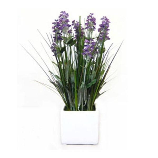 LAVENDER IN WHITE CERAMIC POT