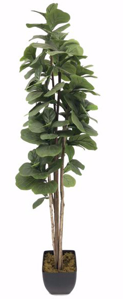Fiddle Leaf Tree