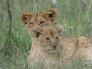 lion cubs