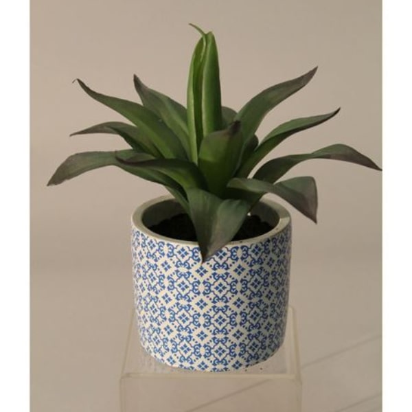 ALOE IN BLUE PATTERNED POT