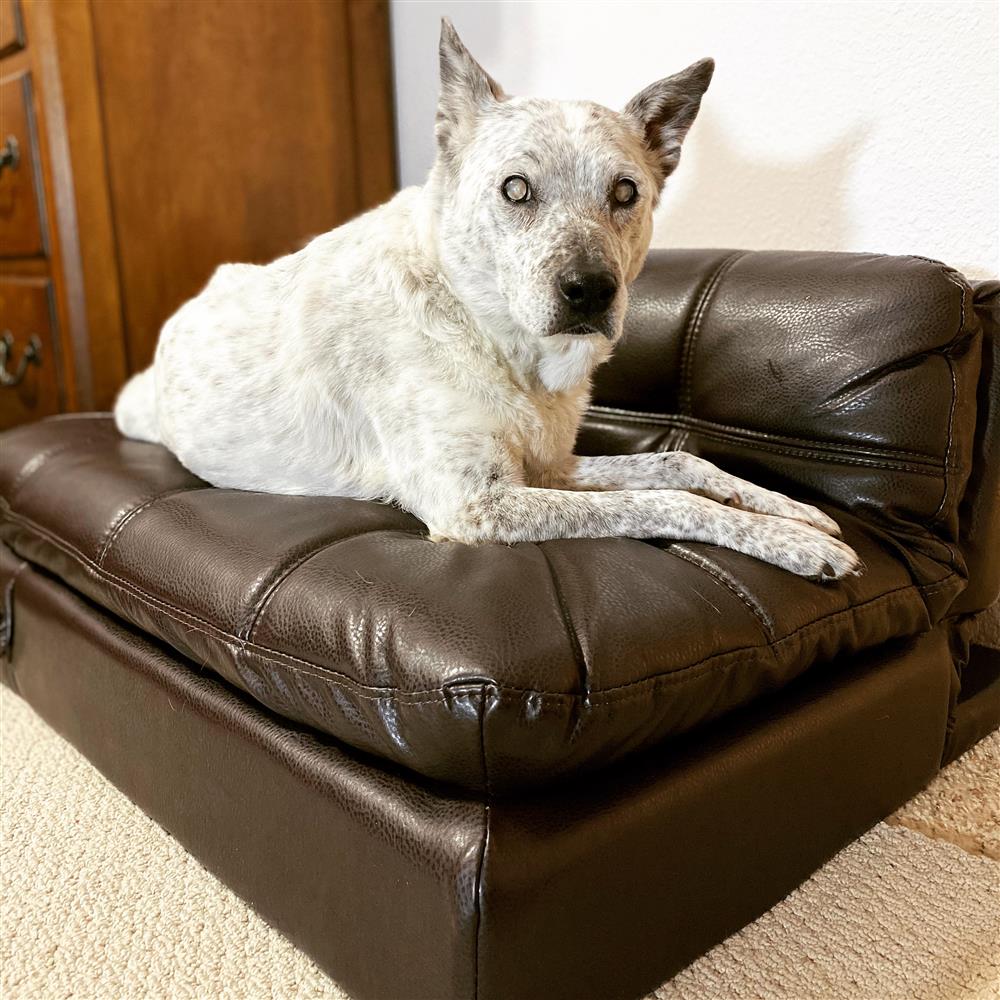 Blind Molly Pet Bed