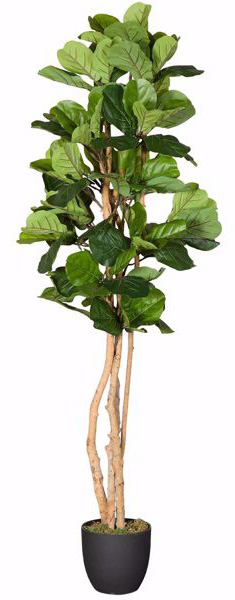 Fig Tree